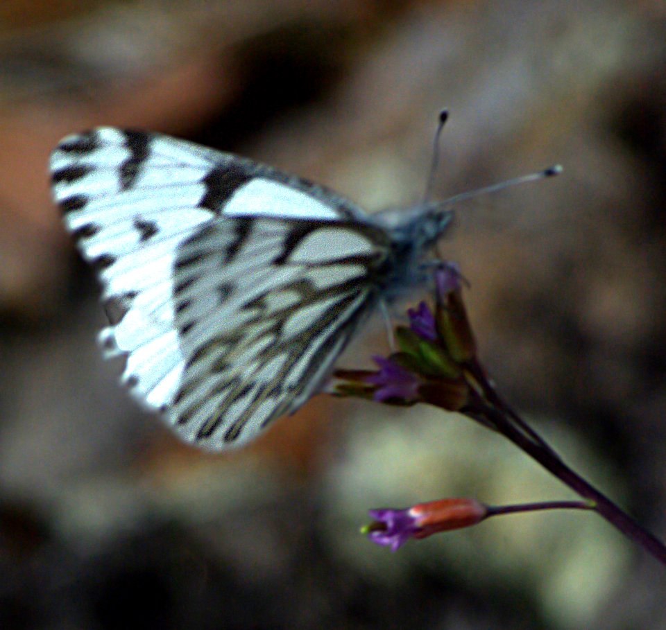 WHITE, SPRING (Pontia sisymbrii) (5-11-07) harris w, garfield co, ut  (2)