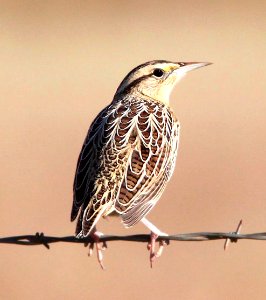 932 - EASTERN LILIAN'S MEADOWLARK (11-20-10) lilian's, san rafael grasslands, scc, az  (2)