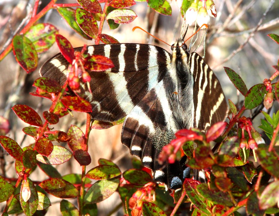 SWALLOWTAIL, ZEBRA (Eurytides marcellus) (2-24-13) kissimmee lake state park, osceola co, fl  (1)