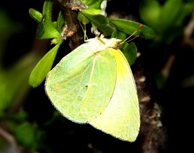 SULPHUR, LYSIDE (Kricogonia lyside) (4-17-12) falcon heights, tx