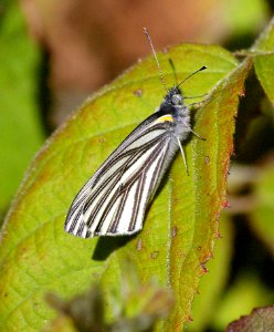 WHITE, MARGINED (Pieris marginalis) (3-11-07) cerro alto cg area, slo co, ca photo