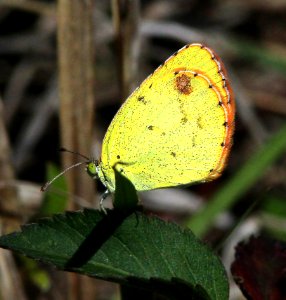 YELLOW, LITTLE (Pyrisitia lisa) (3-3-13) everglades national park, monroe co, fl