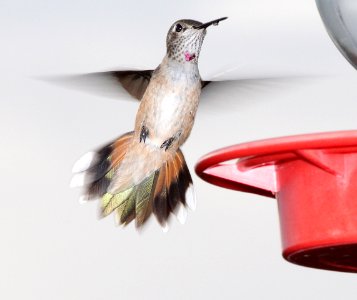 503 - BROAD-TAILED HUMMINGBIRD (7-15-13) 78 circulo montana, patagonia lake ranch estates, scc, az -01 photo