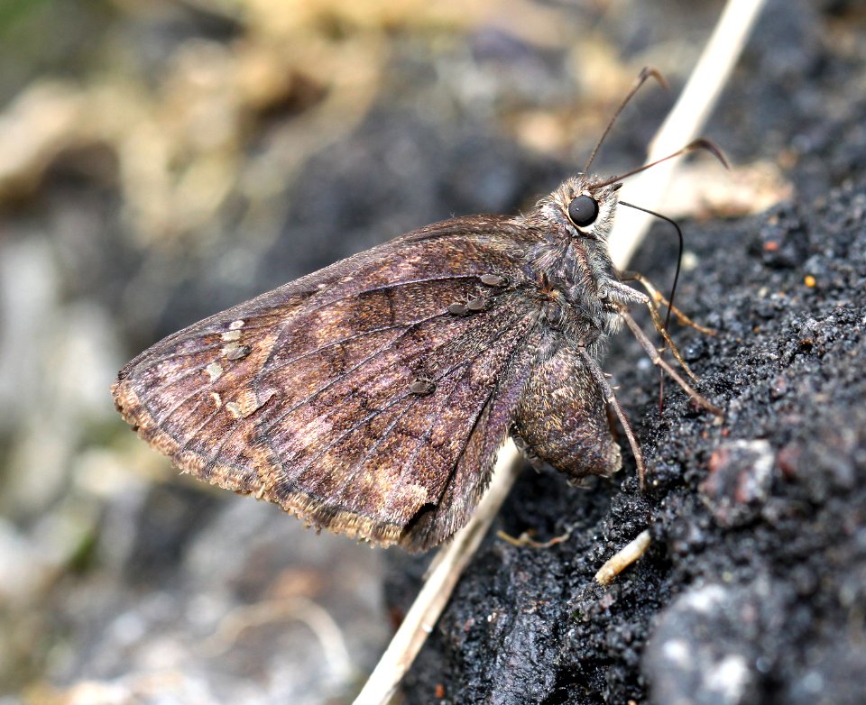 SKIPPER, VALERIANA (Codatractus valeriana) (7-27-13) harshaw road, patagonia mts, scc, az -03
