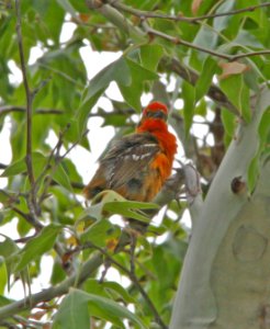 914 - FLAME-COLORED TANAGER (6-17-09) madera cyn, az  (3)