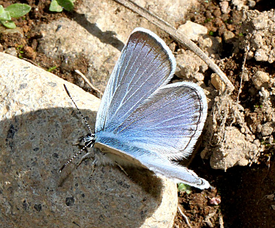 BLUE, NORTHERN ANNA'S (Plebejus idas anna) (8-24-11) 7500 ft, amador co, ca  (4)