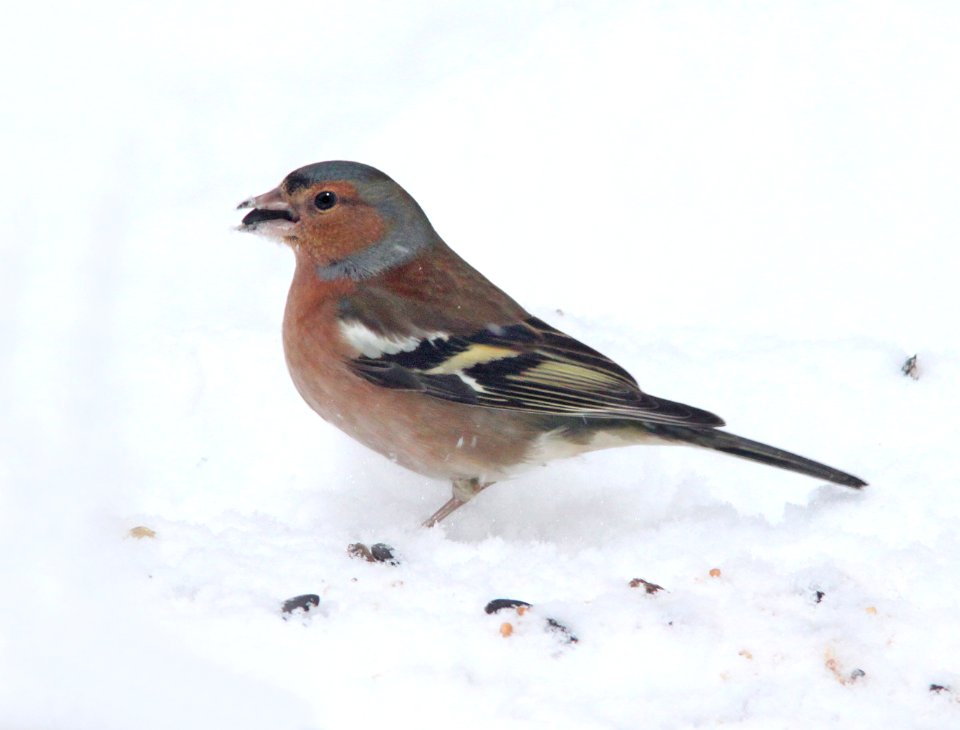 953 - COMMON CHAFFINCH (2-13-11) Placentia, Newfoundland  (5)
