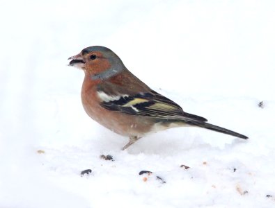 953 - COMMON CHAFFINCH (2-13-11) Placentia, Newfoundland (5) photo