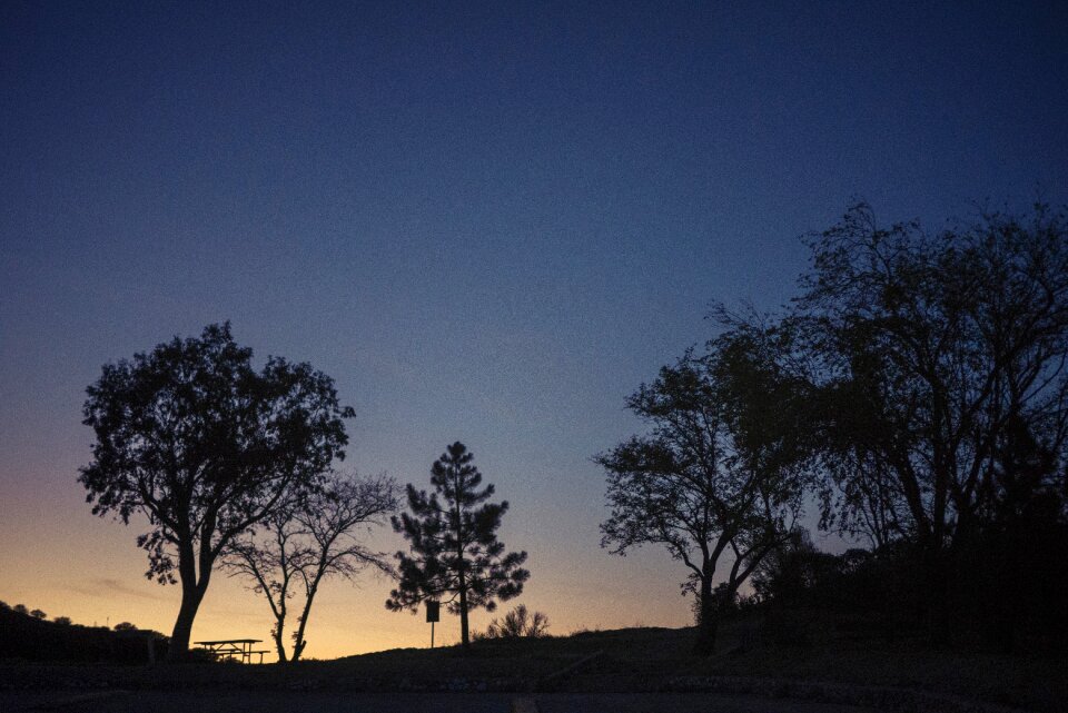 Trees nature sky