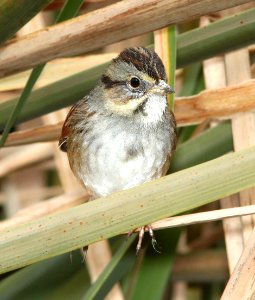 894 - SWAMP SPARROW (12-15-12) patagonia lake, scc, az  (3) - Copy