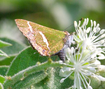HAIRSTREAK, SILVER-BANDED (chlorostrymon simaethis) (1-10-09) frontera aud, weslaco, tx  (4)