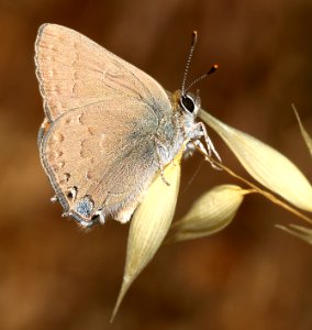 HAIRSTREAK, HEDGEROW (satyrium saepium) (6-2-10) pozo rd, slo co, ca photo