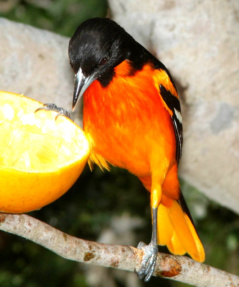 951 - BALTIMORE ORIOLE (4-19-12) convention center, south padre island, tx (3)