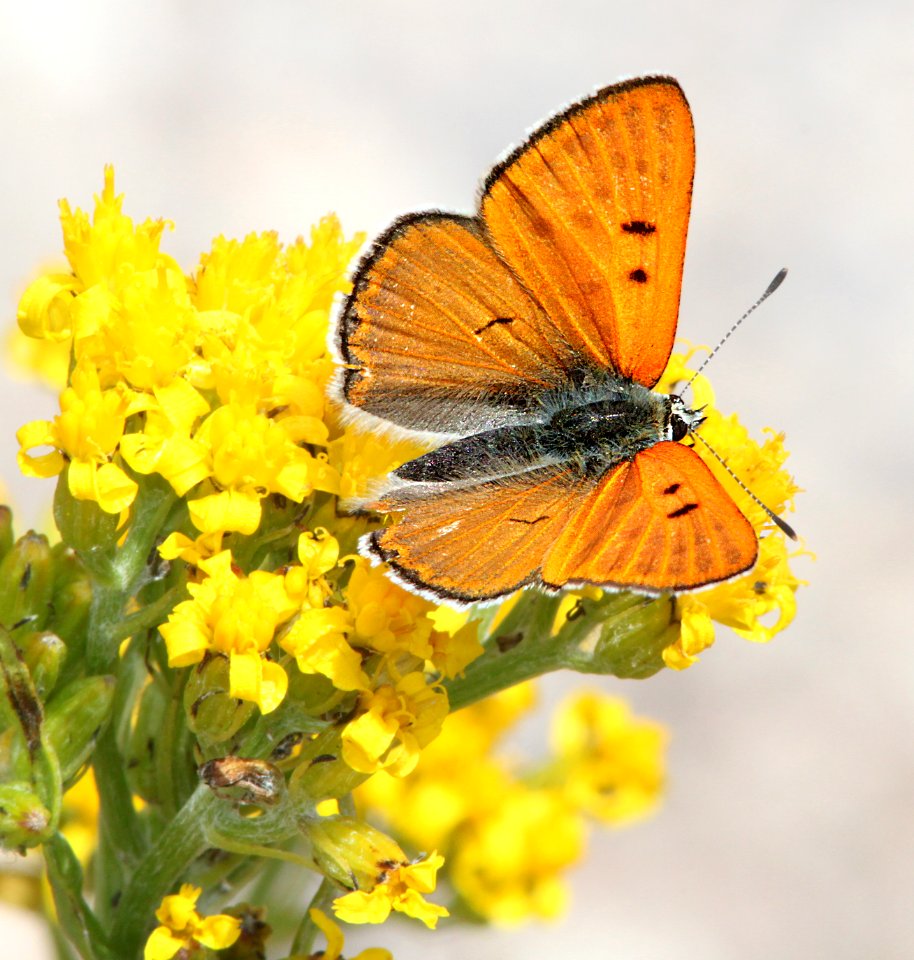 COPPER, RUDDY (Lycaena rubidus) (8-20-13) 10,500 ft, just s of elwood pass, far n-w conejos co, co -01