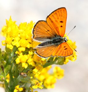 COPPER, RUDDY (Lycaena rubidus) (8-20-13) 10,500 ft, just s of elwood pass, far n-w conejos co, co -01