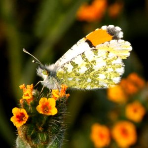 ORANGE-TIP, DESERT (Anthocharis cethura) (3-31-09) female, carrizo plain nat monument, slo co, ca  (4)