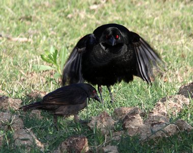 941 - BRONZED COWBIRD (7-13-11) de anza rrail north of rio rico dr, scc, az  (6)