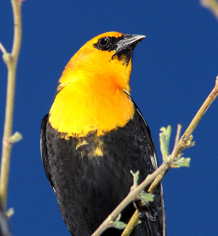 934 - YELLOW-HEADED BLACKBIRD (4-6-11) patagonia lake state park, scc, az  (5)