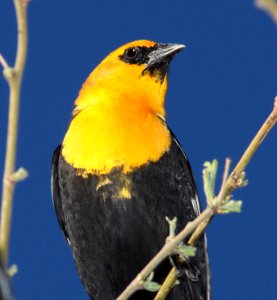 934 - YELLOW-HEADED BLACKBIRD (4-6-11) patagonia lake state park, scc, az  (5)