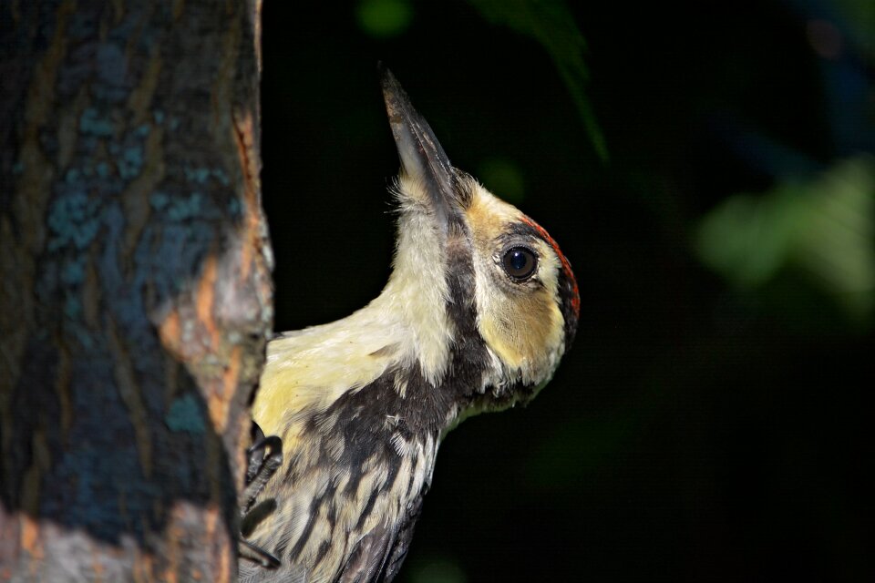 Forest bird animal nature