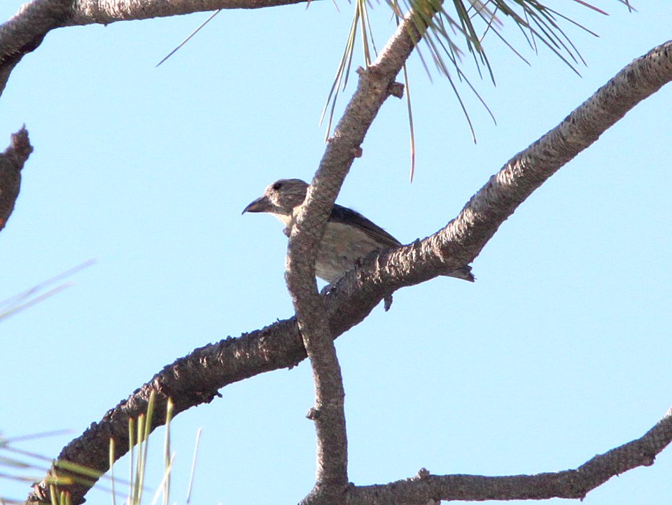 965 -RED CROSSBILL type 02 (8-28-12) devil's cyn, san juan co, ut  (6)