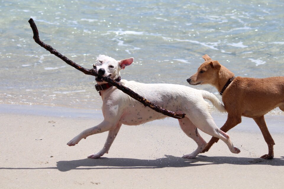 Retrieve movement sea