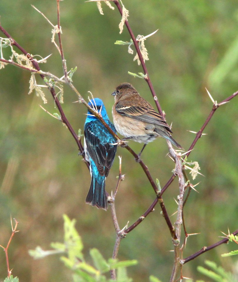 923 x 924 - LAZULI x INDIGO BUNTING (7-9-11) de anza trail north of rio rico road, scc, az  (3)