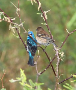 923 x 924 - LAZULI x INDIGO BUNTING (7-9-11) de anza trail north of rio rico road, scc, az  (3)