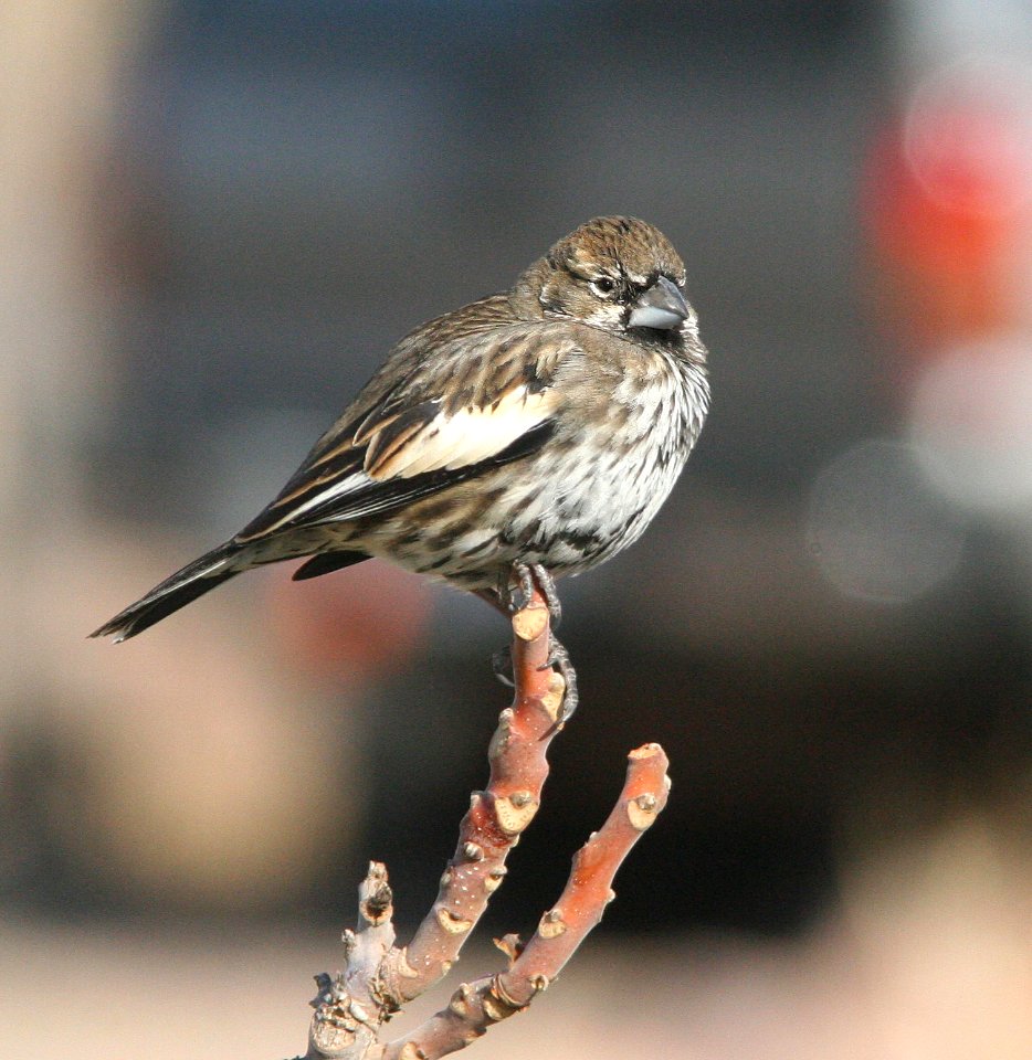 882 - LARK BUNTING (1-28-09) columbus, nm  (2)