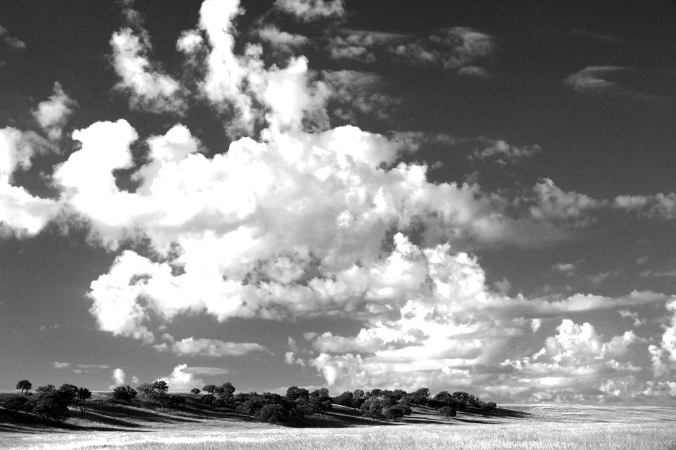 AZ - SAN RAFAEL VALLEY GRASSLANDS, SE of Patagonia, scc  (33)