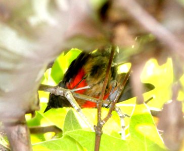 851 - SLATE-THROATED REDSTART (7-27-13) huachuca cyn, huachuca mts, cochise co, ca -13