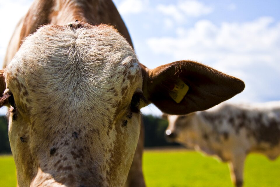 Cow zebu pasture photo