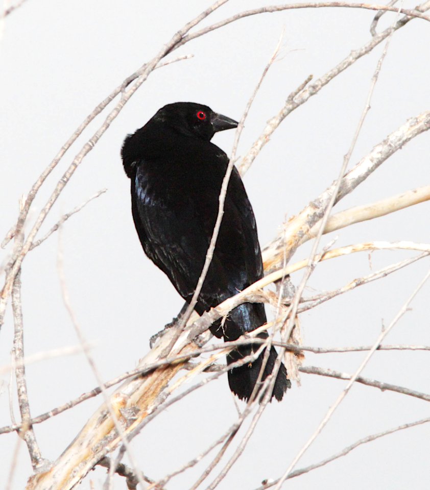 941 - BRONZED COWBIRD (7-1-12) pena blanca lake, scc, az