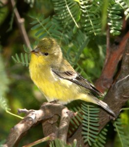 971 - LESSER GOLDFINCH (6-20-09) san pedro house, az  (3)