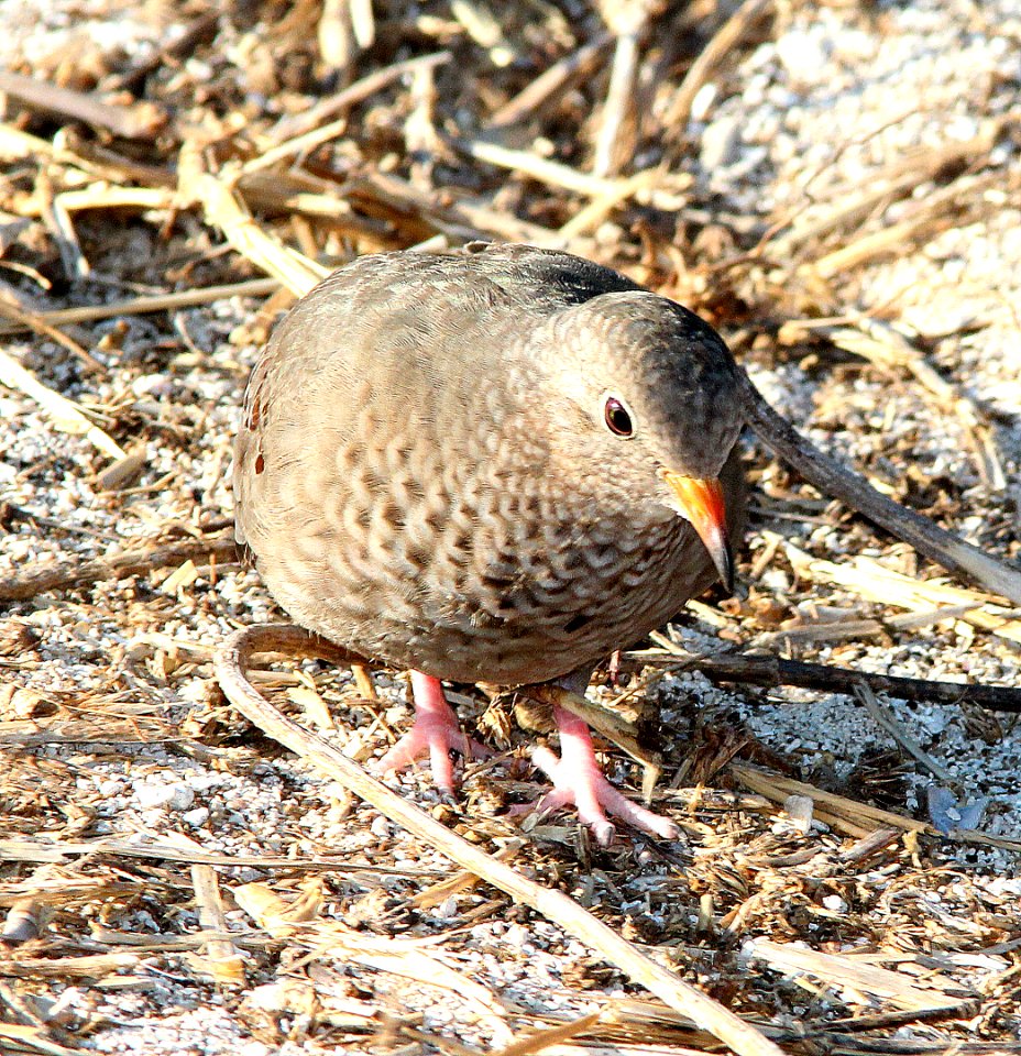 436 - COMMON GROUND DOVE (5-7-14) boca chica key, monroe co, fl -02