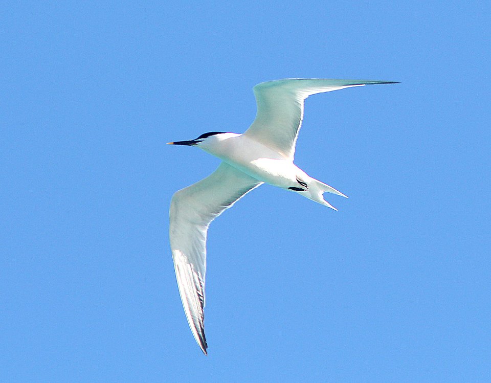 391 - SANDWICH TERN (5-4-14) dry tortugas, monroe co, fl. -02