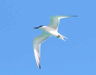 391 - SANDWICH TERN (5-4-14) dry tortugas, monroe co, fl. -02