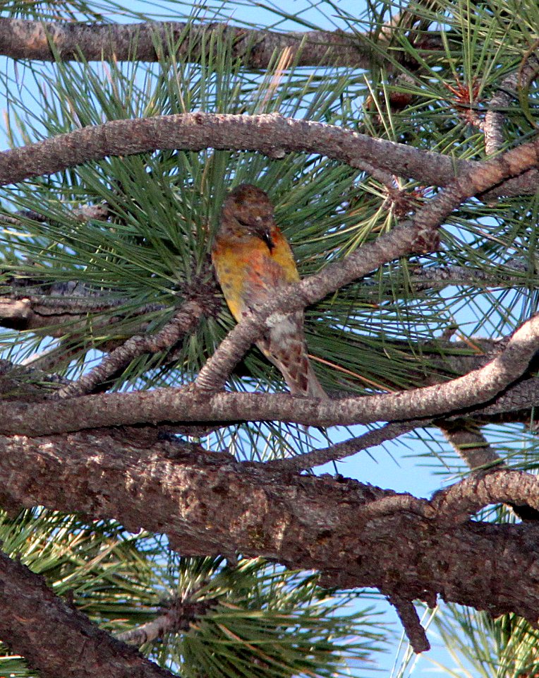 965 -RED CROSSBILL type 02 (8-28-12) devil's cyn, san juan co, ut  (2)