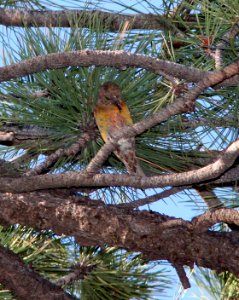 965 -RED CROSSBILL type 02 (8-28-12) devil's cyn, san juan co, ut  (2)