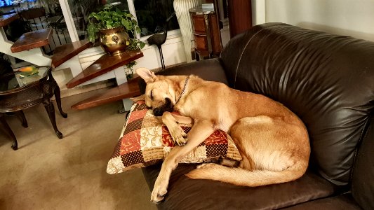 All good dogs asleep tonight