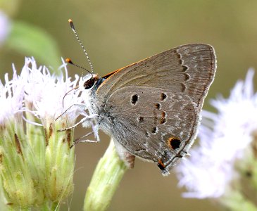 SCRUB-HAIRSTREAK, MALLOW (Strymon istapa) (11-6-13) the butterfly center, mission, tx -03