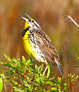 932 - EASTERN MEADOWLARK (2-21-13) kissimmee prairie state park, ocheechobee co, fl  (3)