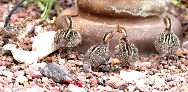 070 - GAMBEL'S QUAIL (7-10-13) 78 circulo montana, patagonia lake ranch estates, scc, az