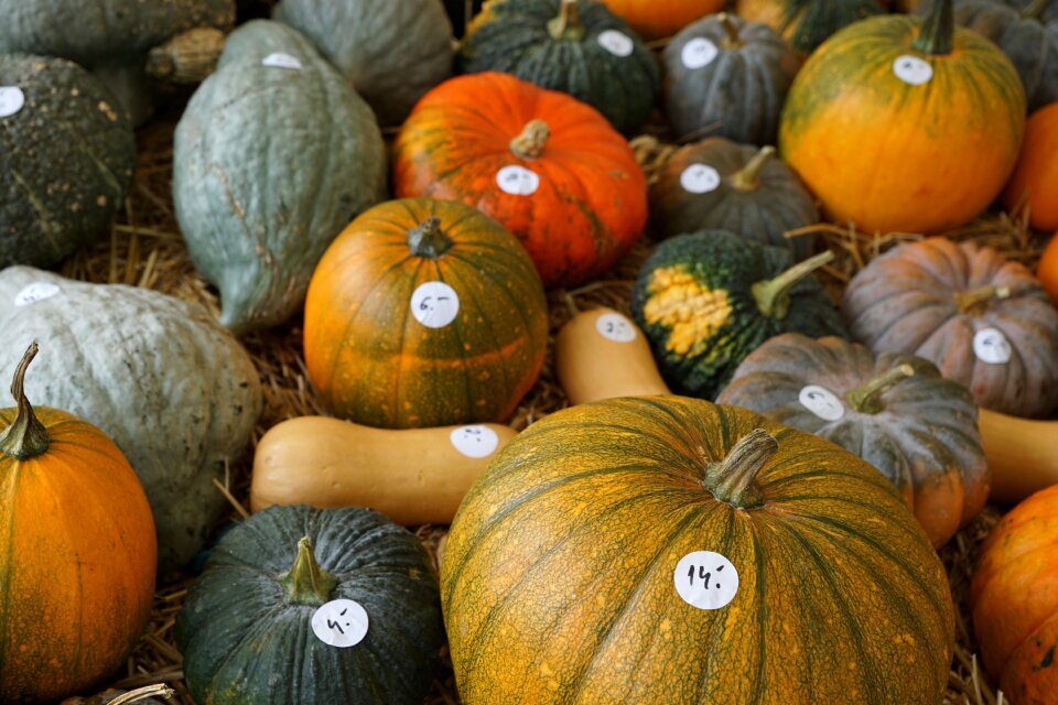 Harvest autumn vegetables