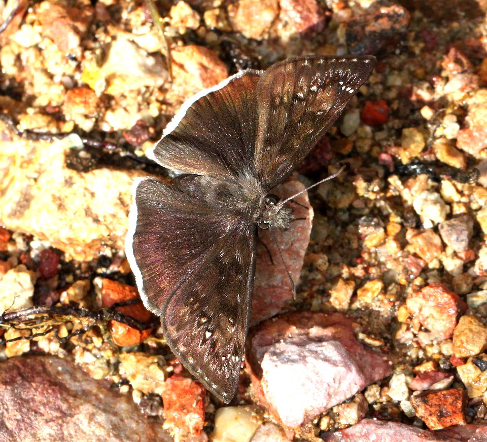 DUSKYWING, FUNEREAL (Erynnis funerealis) (9-7-12) harshaw road, patagonia mts, scc, az