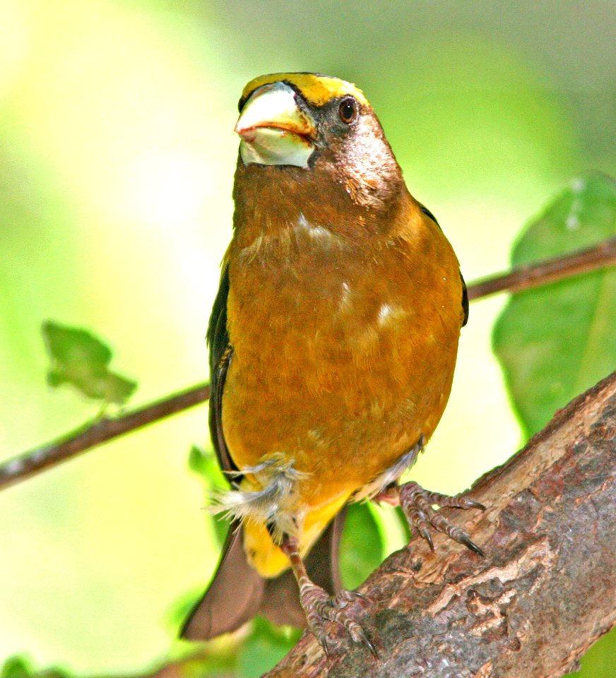 975 - EVENING GROSBEAK (7-2-08) ouray, co