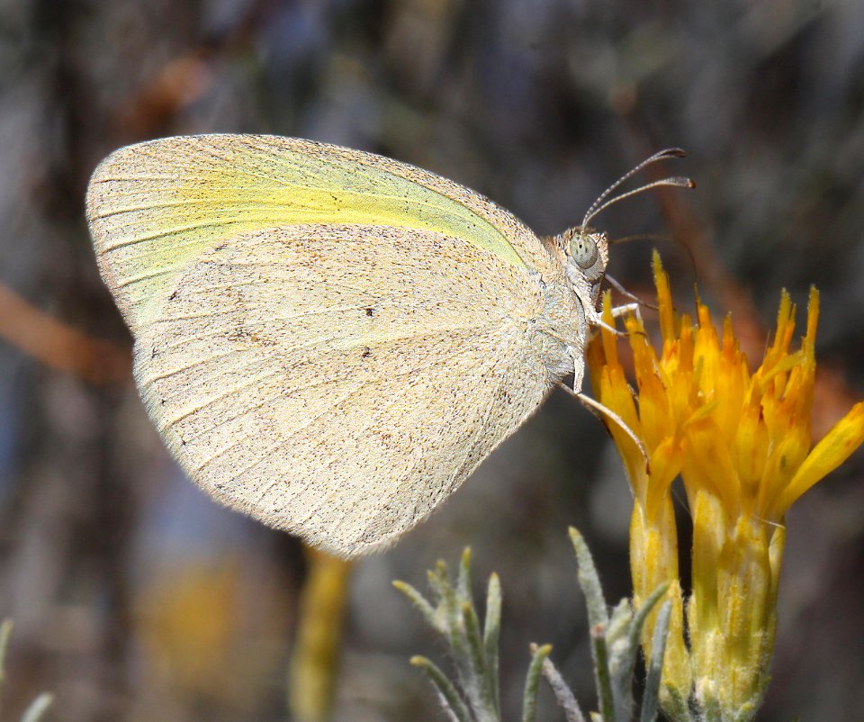 YELLOW, BARRED (Eurema daira) (11-4-12) harshaw road rabbitbrush, patagonia mts, scc, az  (4)