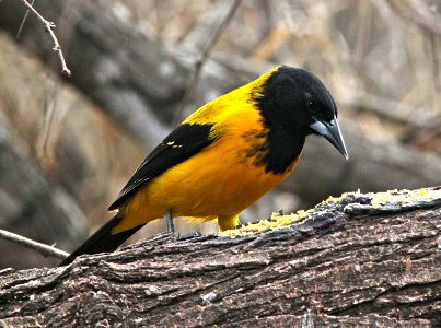 950 - AUDUBON'S ORIOLE  (2-7-10) salineno, tx  (1)