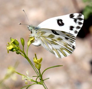 WHITE, BECKER'S (Pontia beckerii) (6-5-13) oak springs trilobite site, lincoln co, nevada    (1)