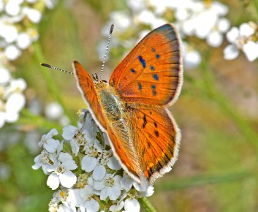 COPPER, PURPLISH (lycaena helloides) (8-7-08) male, blanco creek, co - 02 (3)